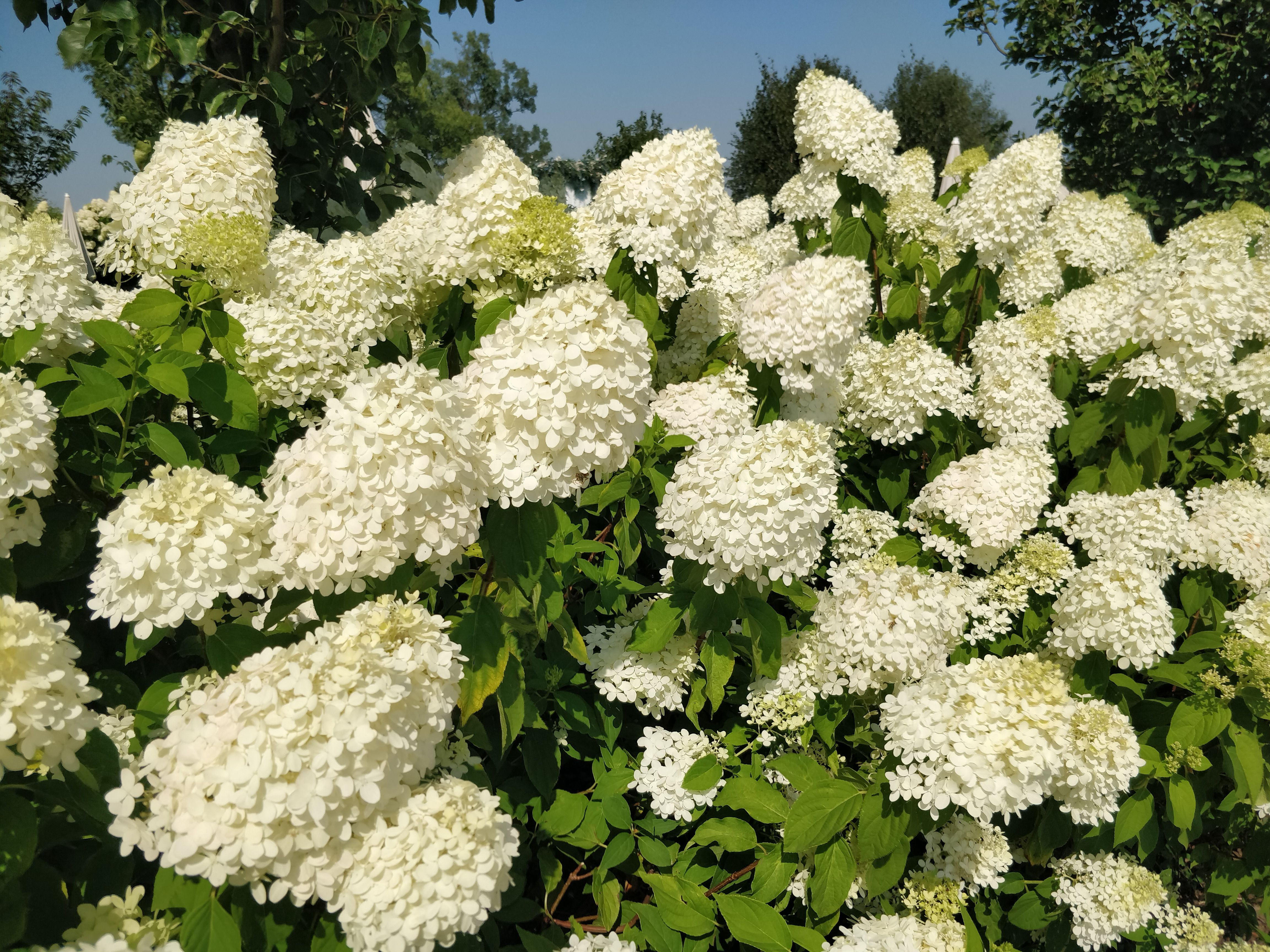 Layered shrubs and fresh mulch in a landscape bed