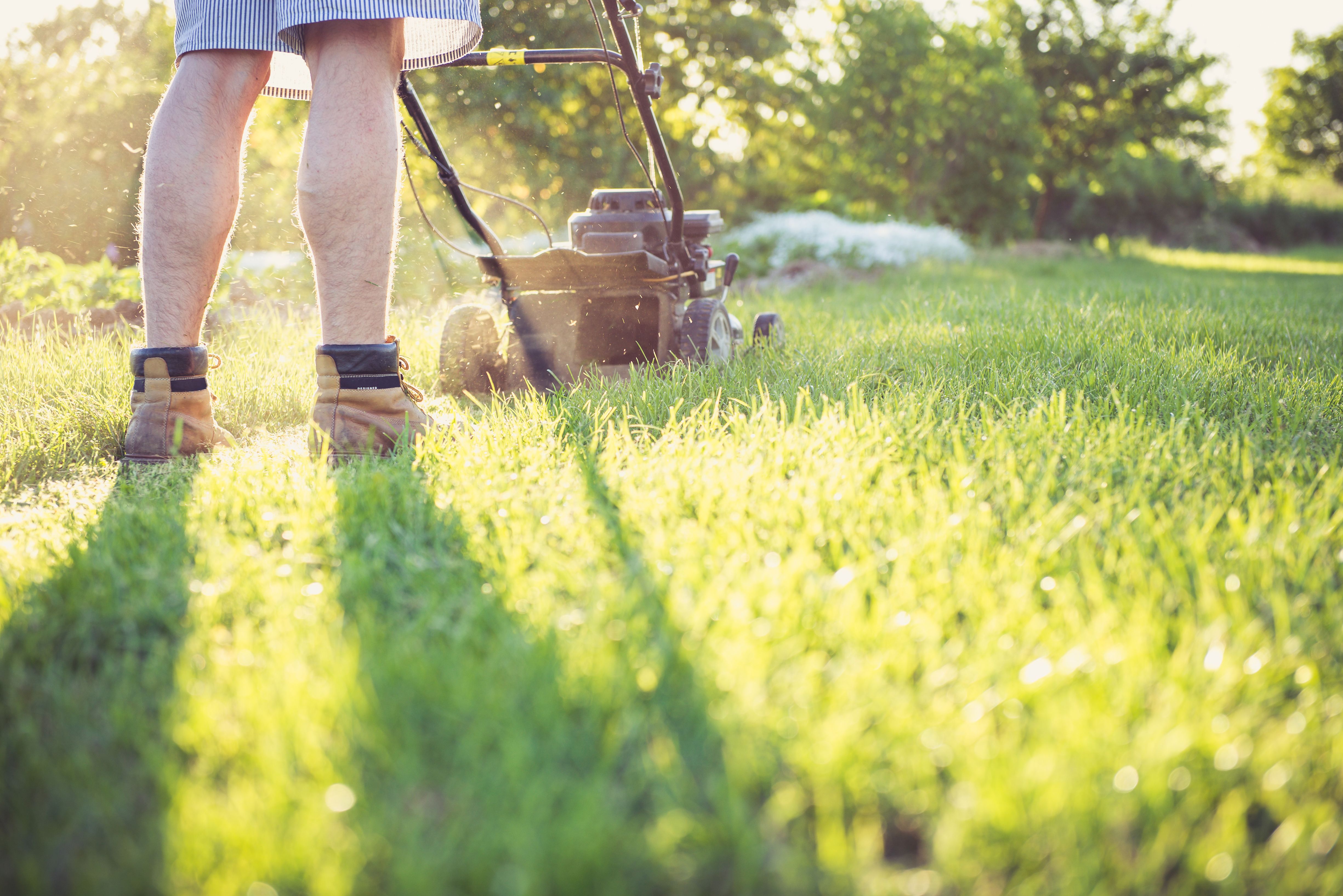 Crisp checkerboard stripes across a backyard lawn